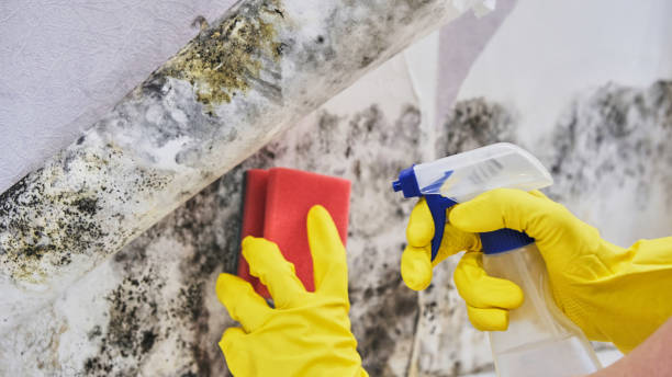 Best Local water damage restoration  in Tenaha, TX